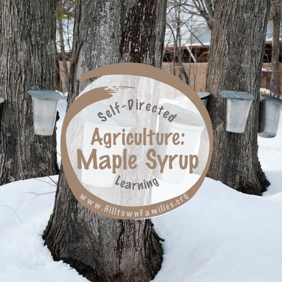 Maple Sugaring