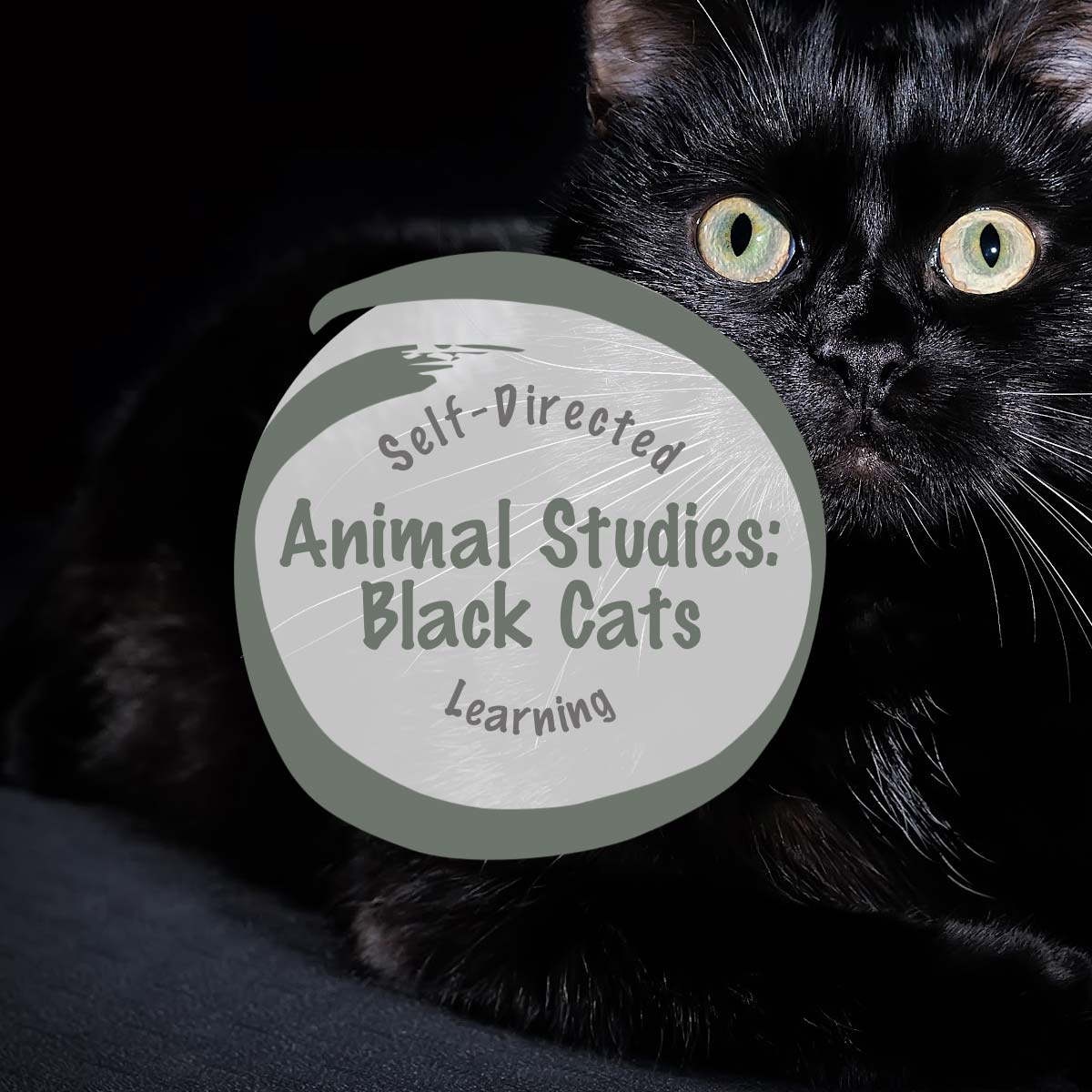Black Cats