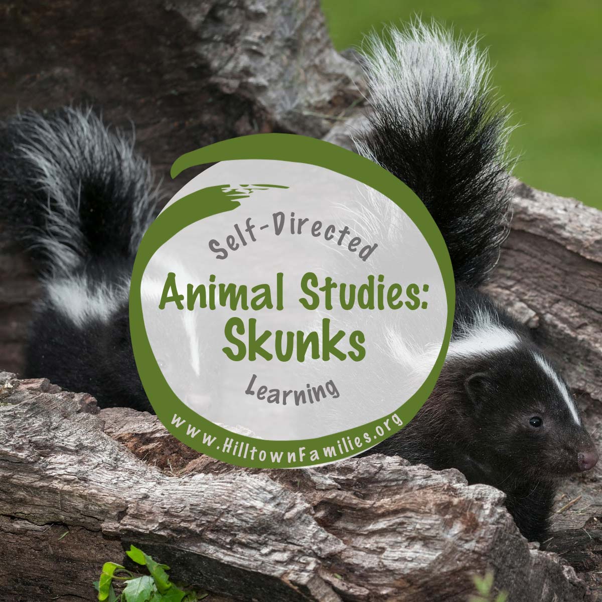 skunks