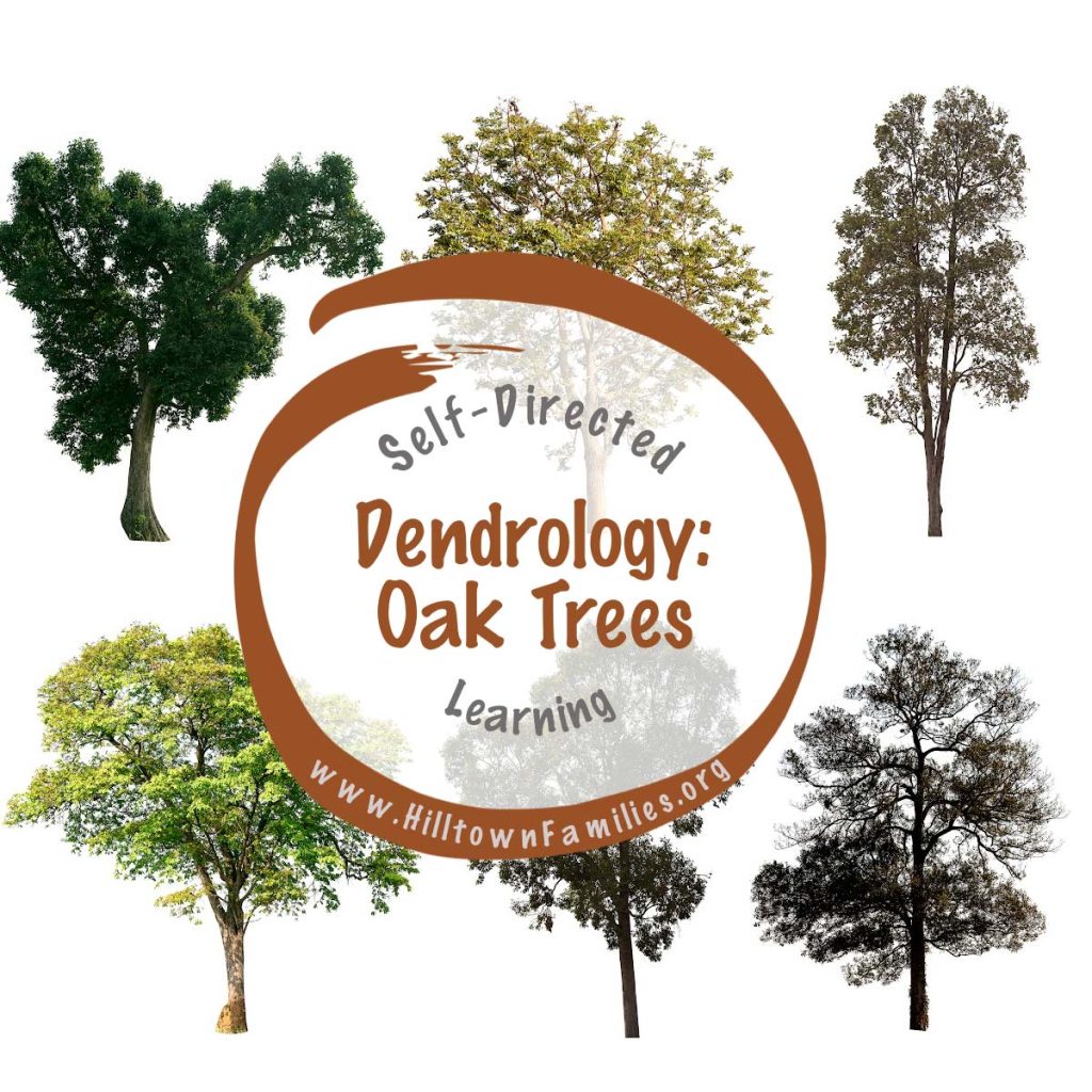 Oak Trees