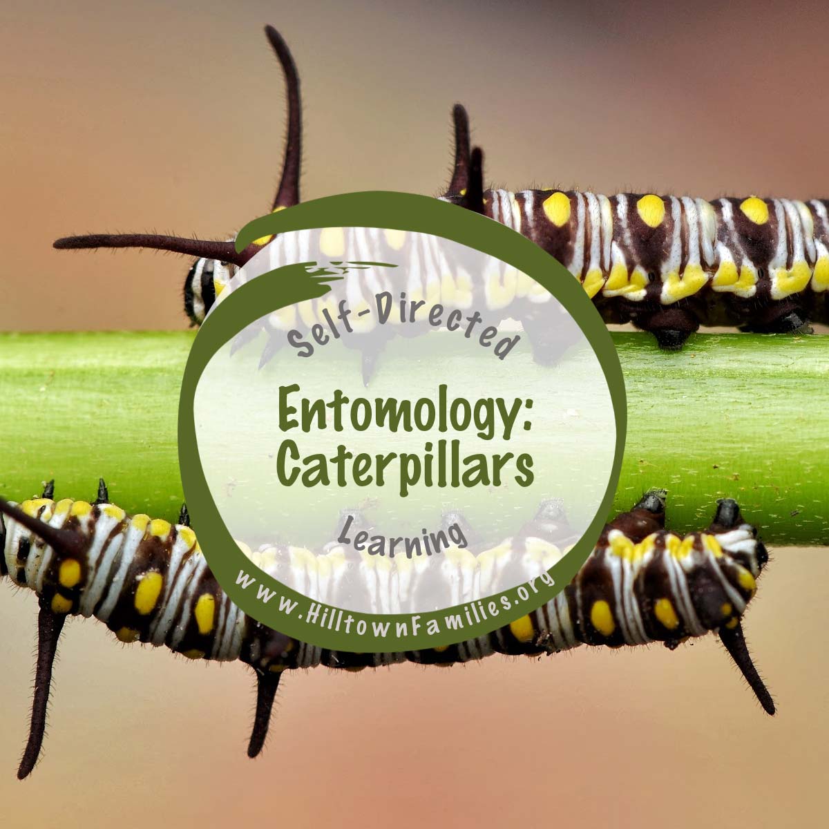 Caterpillars