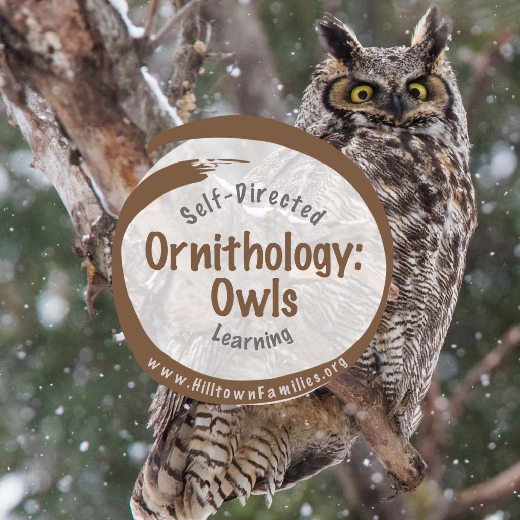 Owl