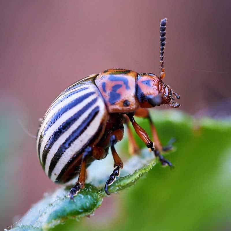 Close-up image of a Colorado potato beetle with distinctive black and white striped wing covers and orange-spotted thorax, perched on the edge of a green leaf.