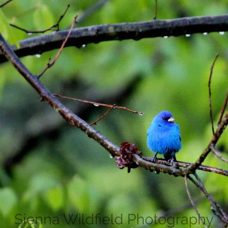 Photo of an Indigo Bunting on a tree branch.