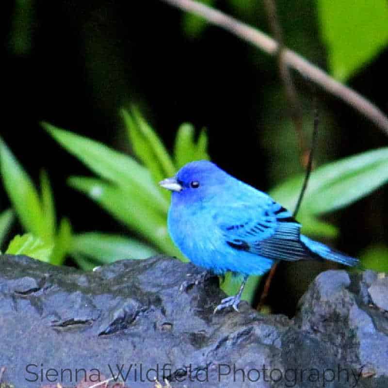 Photo of an Indigo Bunting on a boulder.