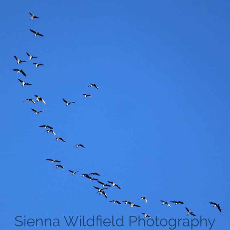 Birds migrating across a blue sky.