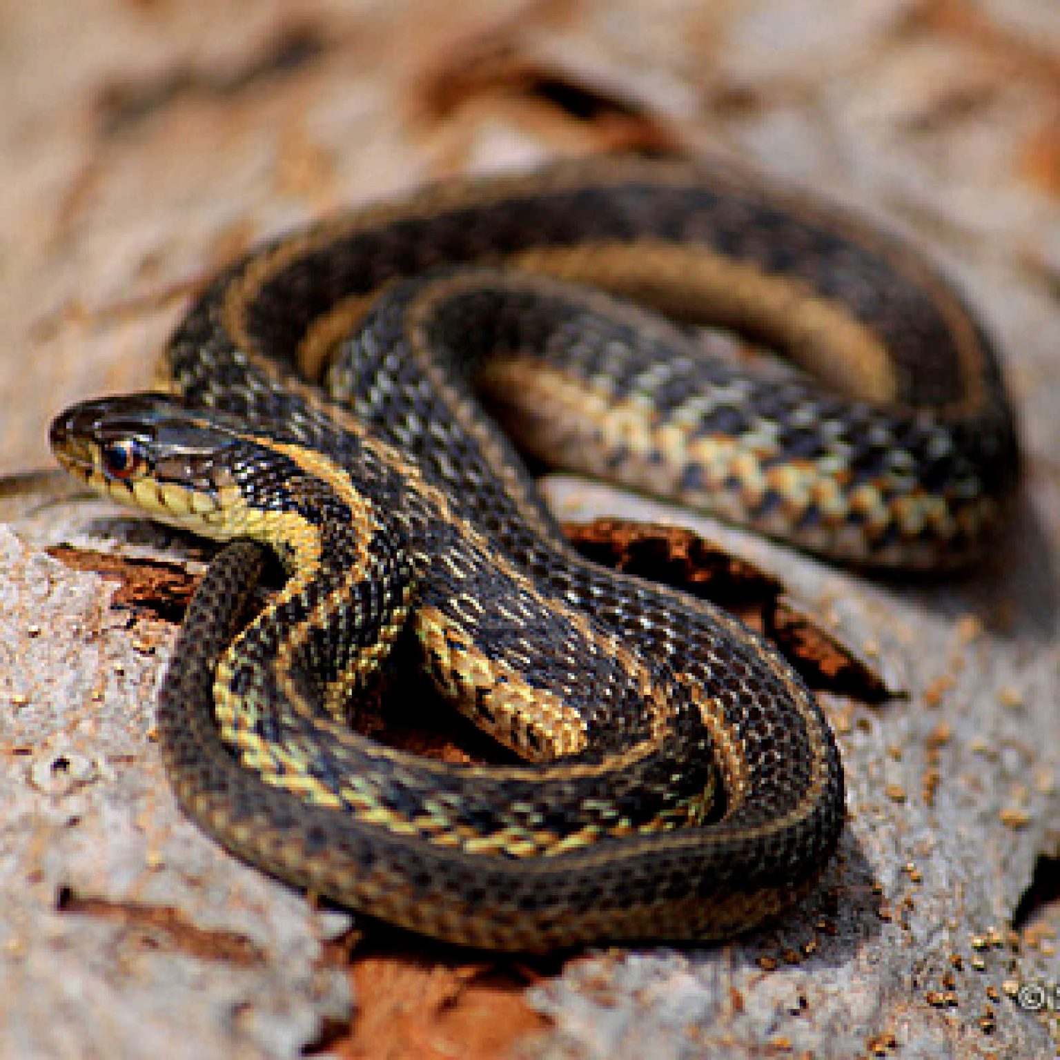 Snakes for Kids: Learning About Reptiles and Their Habits - Hilltown ...