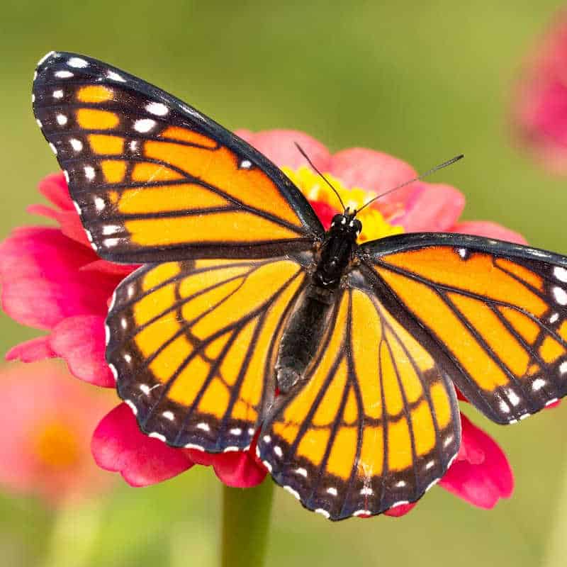 Bright orange and black butterfly with white spots, wings fully spread while resting on a pink flower, illustrating pollinator-plant interaction.
