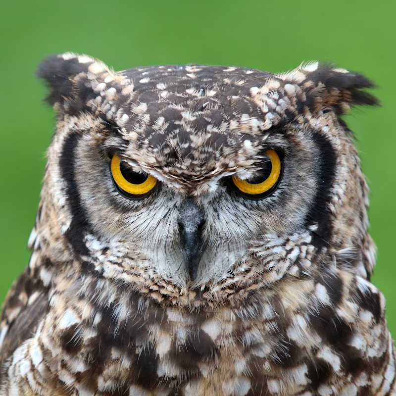 A close-up image of a great horned owl shows its intense yellow eyes and prominent feather tufts that resemble ears. The owl's speckled brown, black, and white plumage creates a striking contrast against the vivid green background. Its sharp beak and focused expression give it a commanding presence, emphasizing its role as a powerful nocturnal predator.