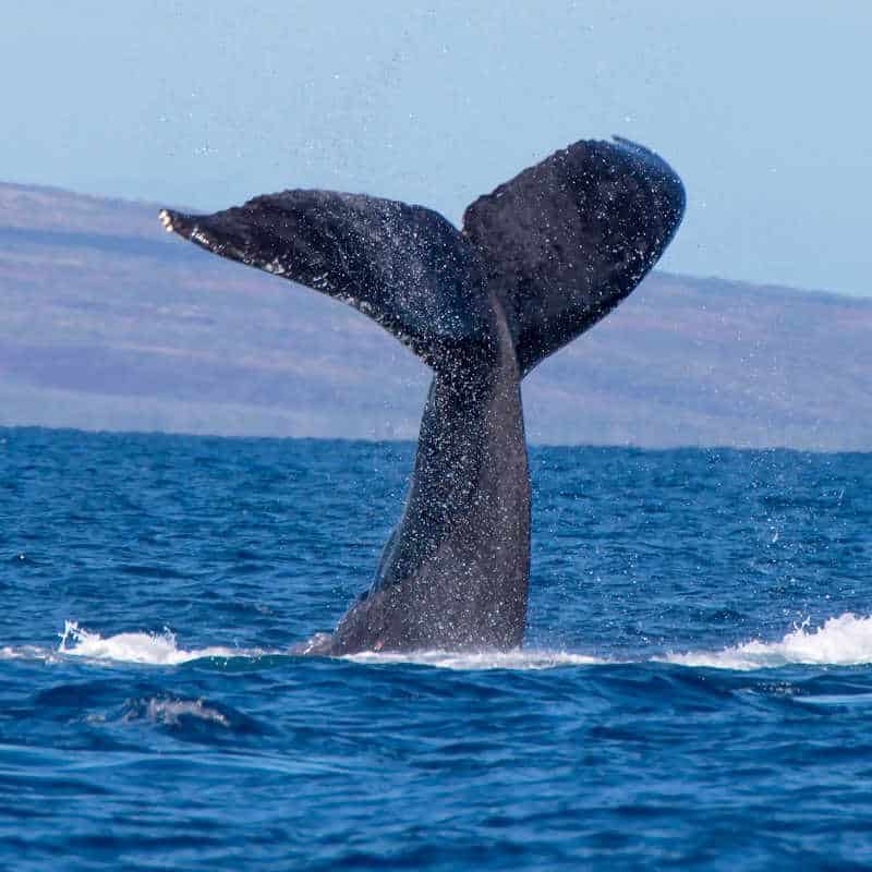 A humpback whale's tail fluke rises dramatically from the ocean, glistening with water droplets as it prepares to dive. The massive dark tail, with its distinct shape and textured surface, contrasts against the deep blue water and distant landmass on the horizon, capturing a powerful moment in marine life.
