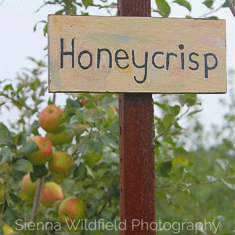 A hand-painted wooden sign reading “Honeycrisp” on a post in an apple orchard, with apples visible on the trees in the background.