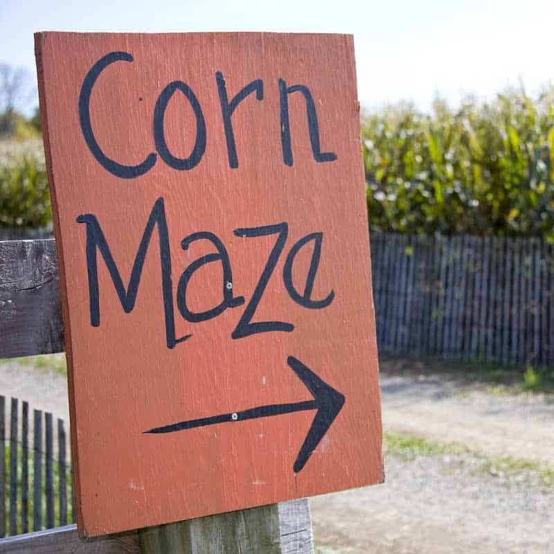 A wooden sign painted orange with the words “Corn Maze” and an arrow pointing right, set against a backdrop of tall corn stalks and a gravel path.