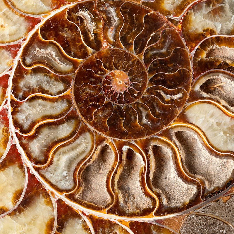 Close-up of a polished ammonite fossil showing its spiral chambers filled with minerals in shades of brown, beige, and amber. The intricate geometry reveals the fossil's internal structure and growth pattern.