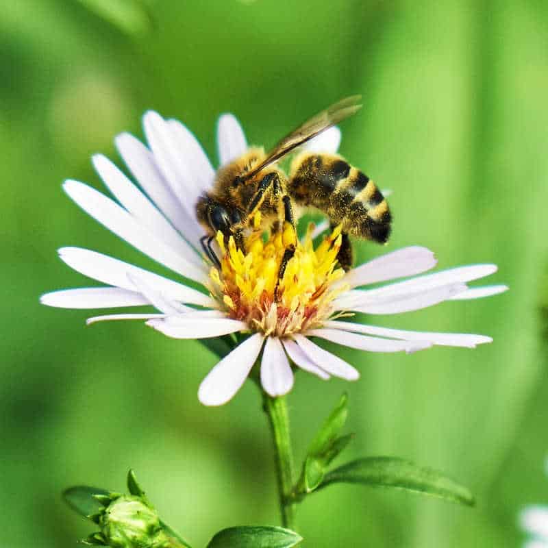 Close-up of a honeybee collecting nectar from a daisy-like flower with white petals and a yellow center.