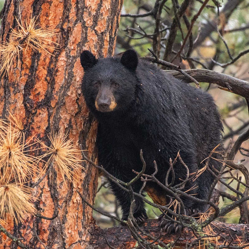 Black bear standing on a tree branch beside a pine trunk, surrounded by branches and needles in a forest setting.