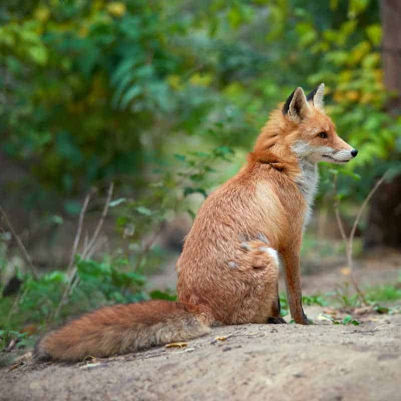 Red fox sitting on the ground with its bushy tail curled, surrounded by greenery.