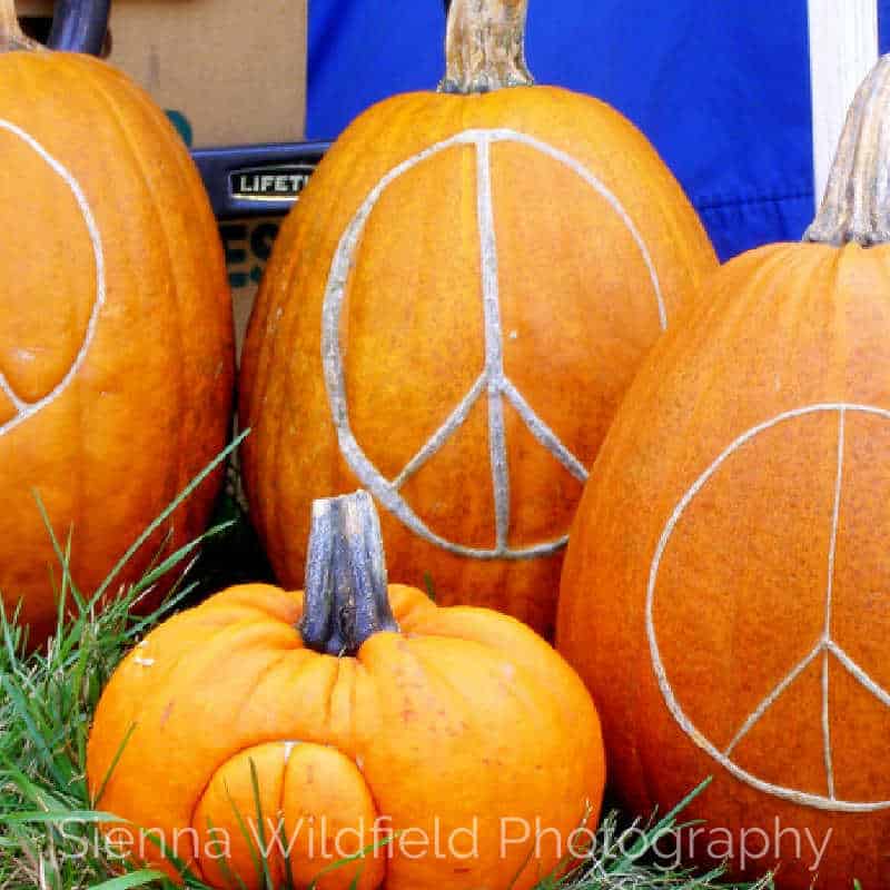 Pumpkins carved with peace symbols displayed on grass at an autumn festival.