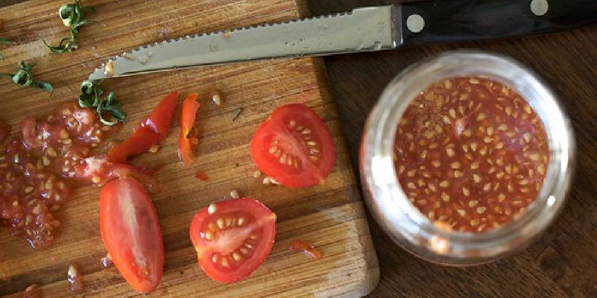 Sliced tomatoes on a cutting board with seeds prepared in a jar, showing a simple step in seed saving for kids and families learning self-sufficiency and local food resilience.