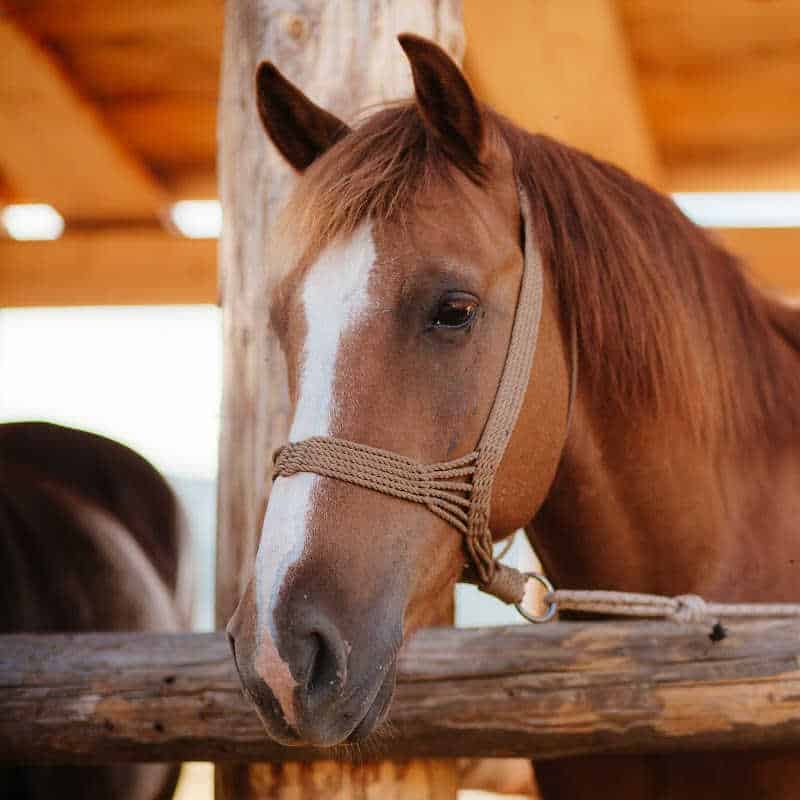Close-up of a brown horse wearing a rope halter in a wooden stable, representing animal care and equine connection.
