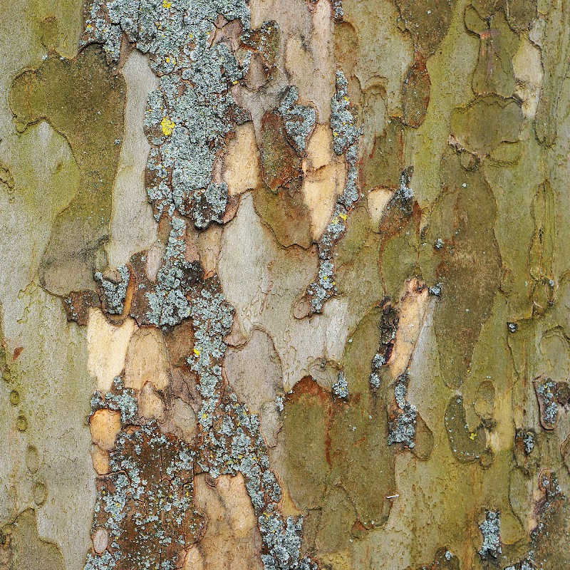 Sycamore Tree Bark: Close-up of textured tree bark with peeling layers and patches of lichen in natural earth tones.