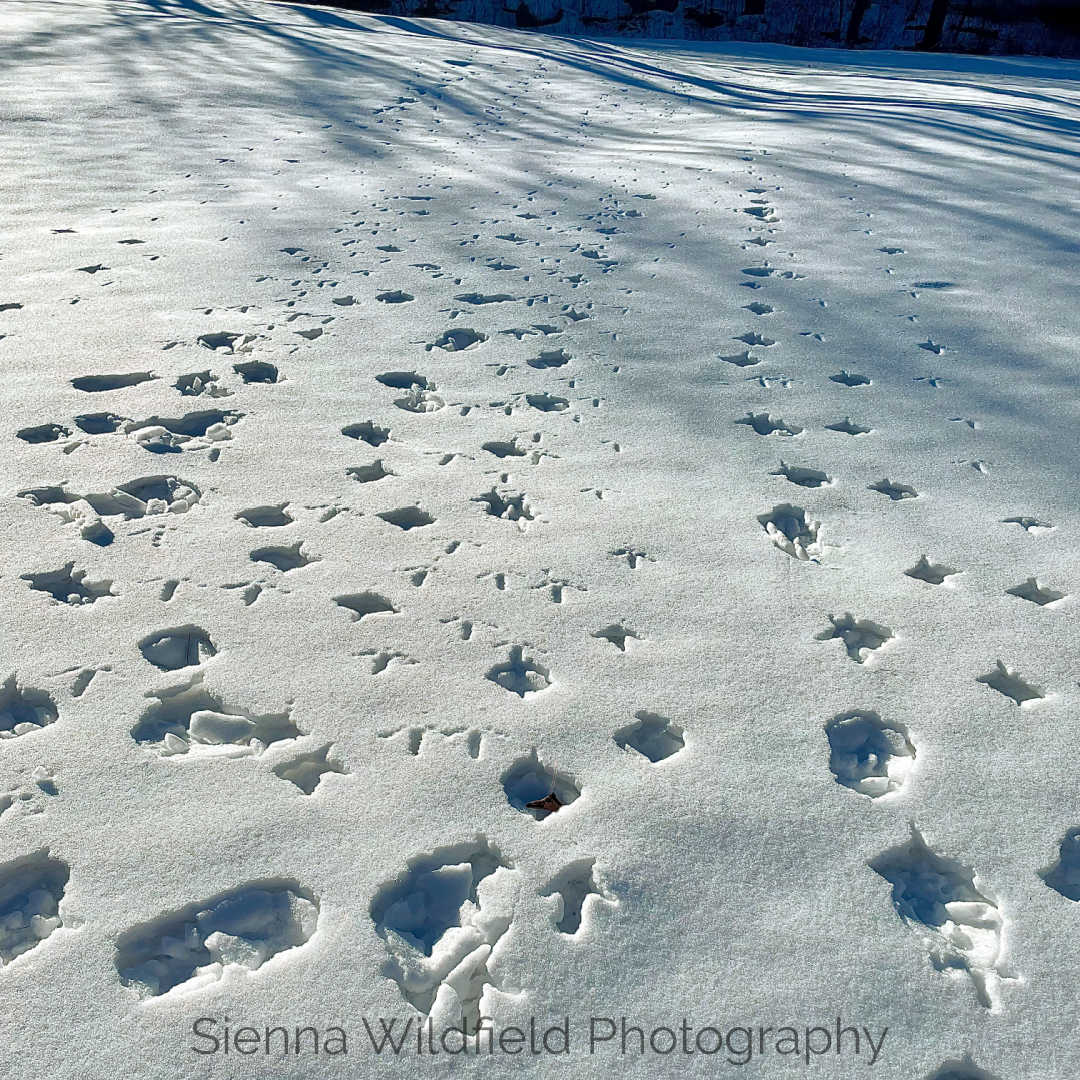 Winter Tracking Turkey Prints