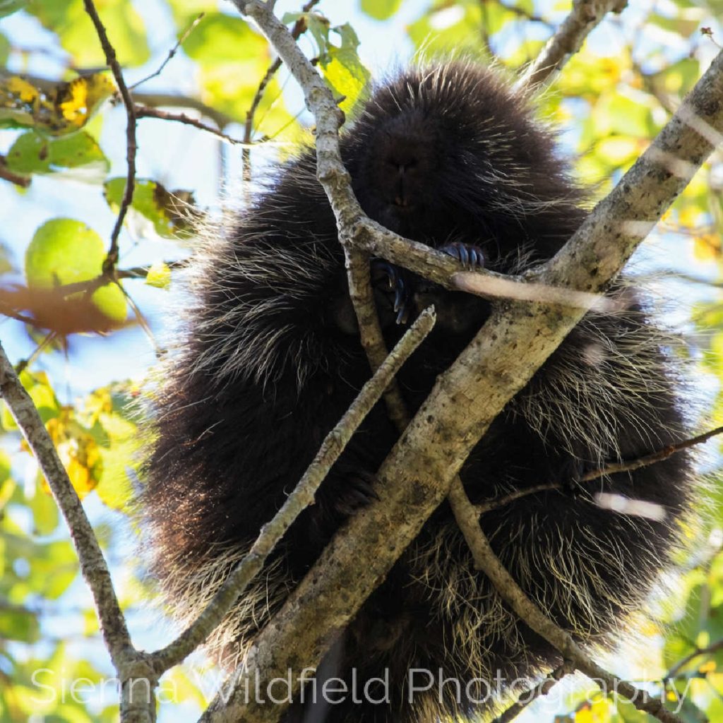 Porcupine in a Tree: A porcupine perched among tree branches, showing quills, claws, and arboreal behavior in a natural setting.