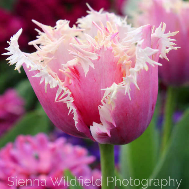 Pink fringed tulip with delicate, feathery white edges in a garden setting.