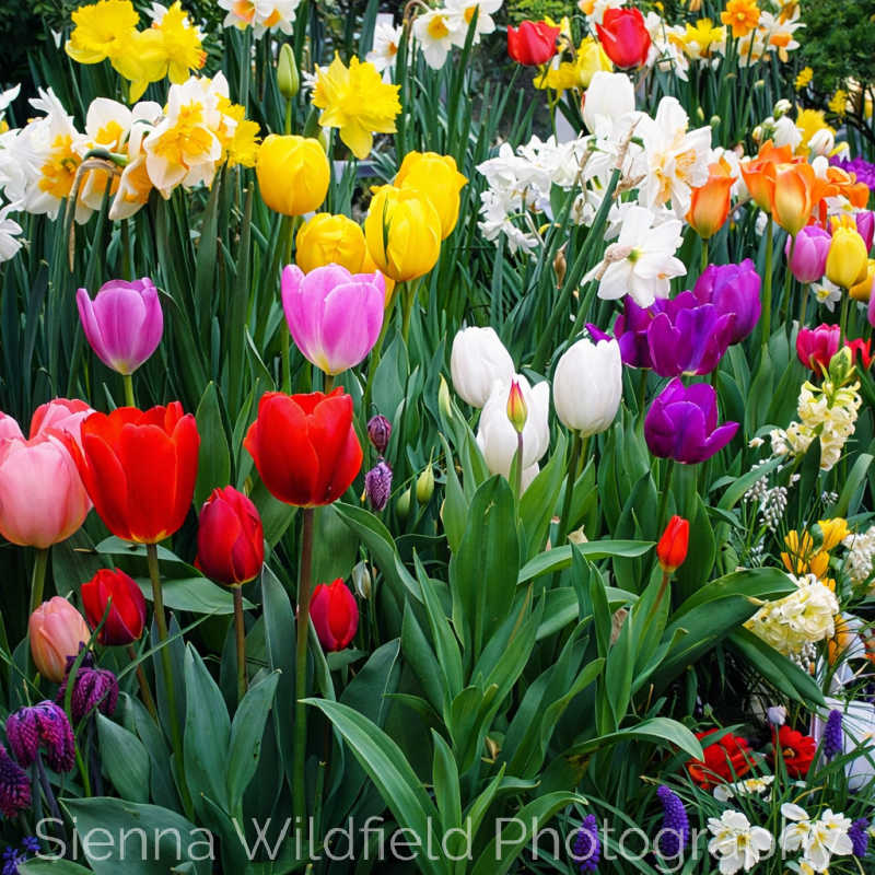 Garden bed filled with blooming tulips and daffodils in red, yellow, pink, white, and purple.