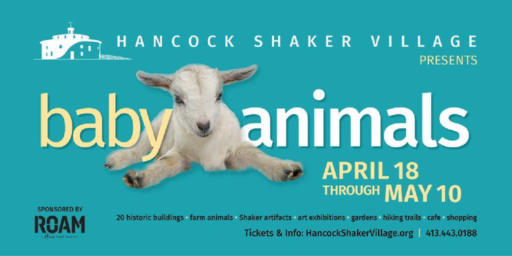 Hancock Shaker Village’s Baby Animals Festival