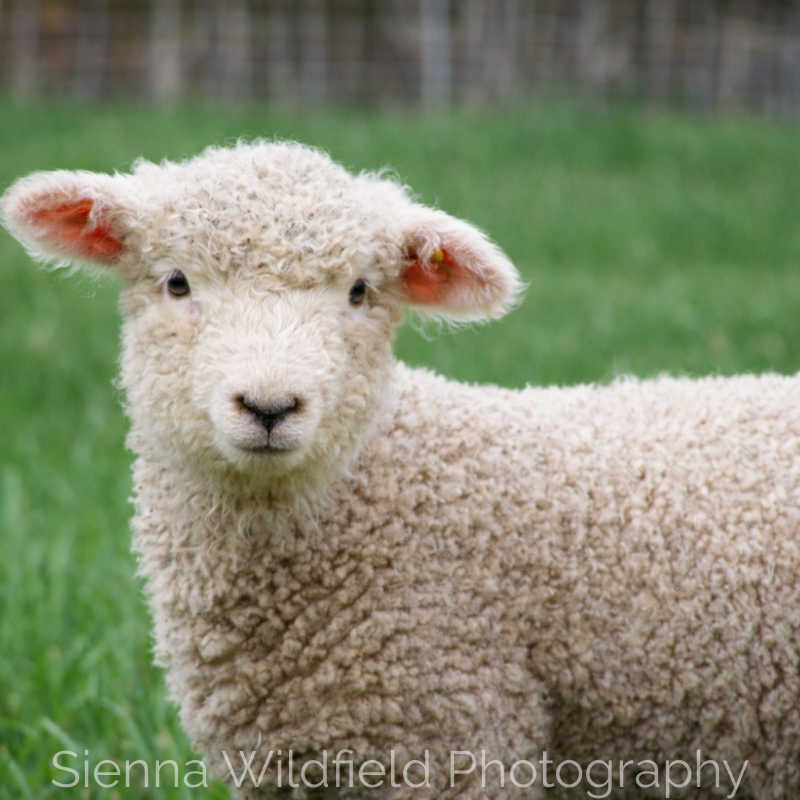 Farm Animal Sheep Lamb