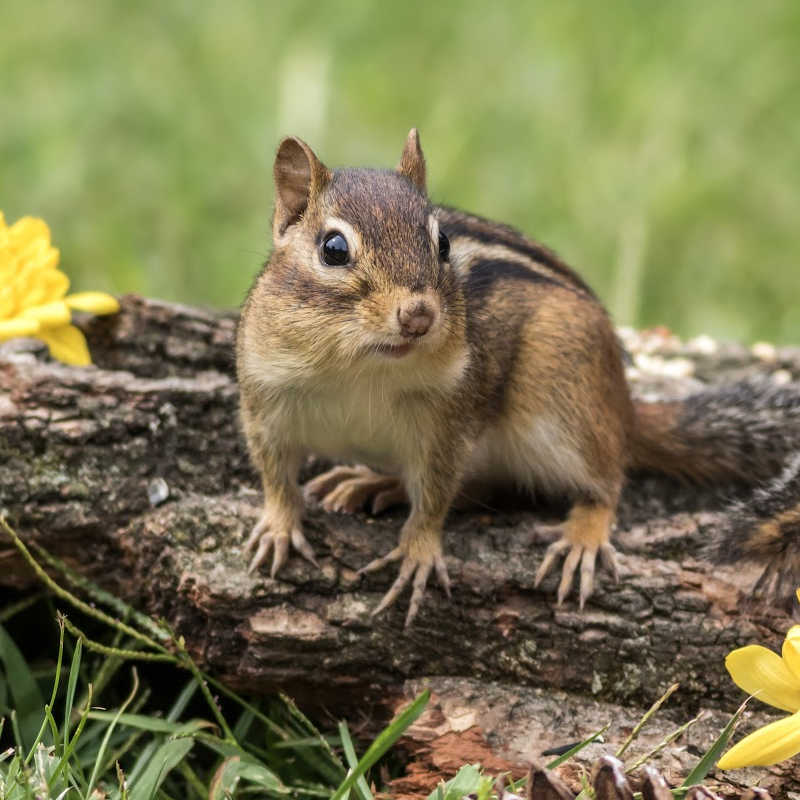 Eastern Chipmunk