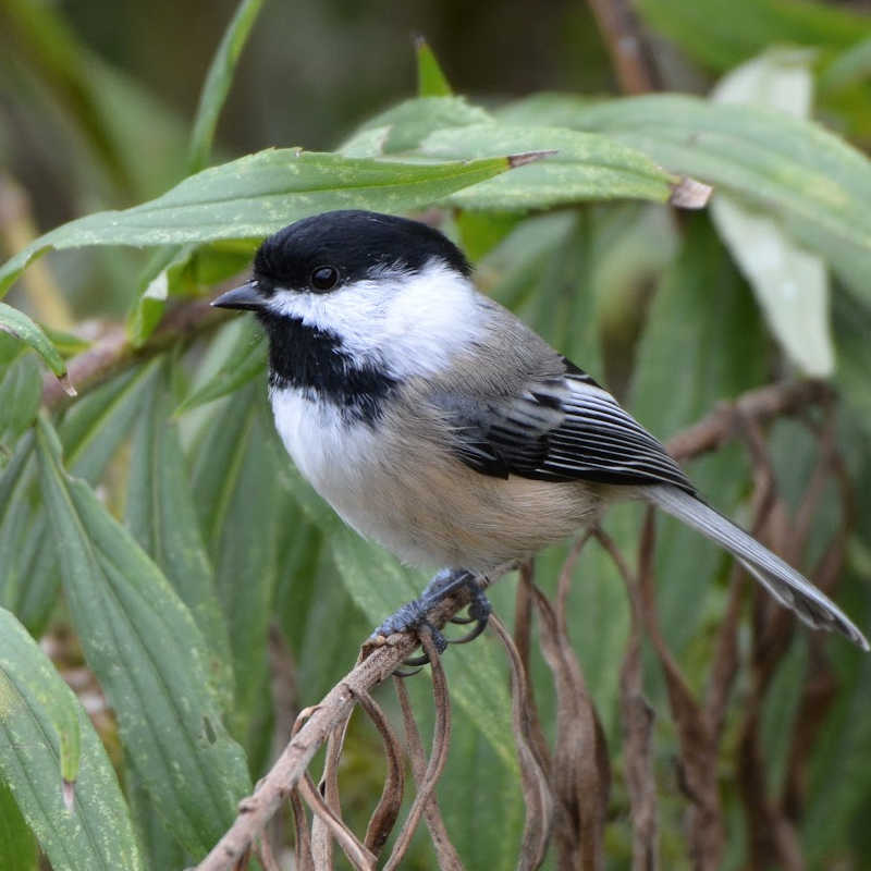 Chickadee
