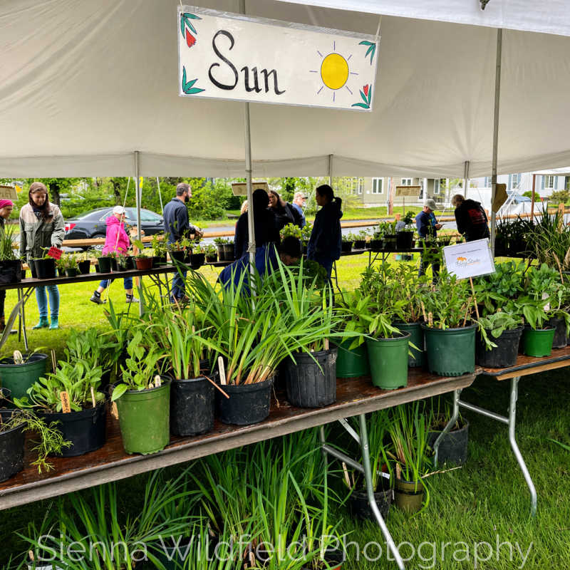 Plant Sale