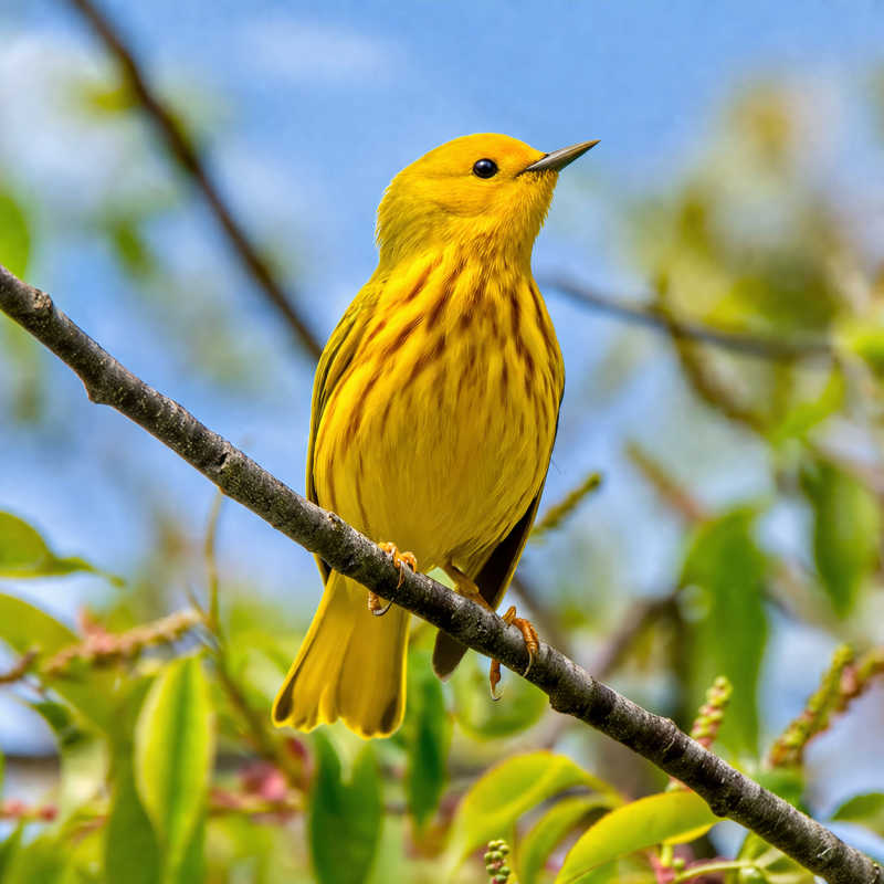 Yellow Warbler