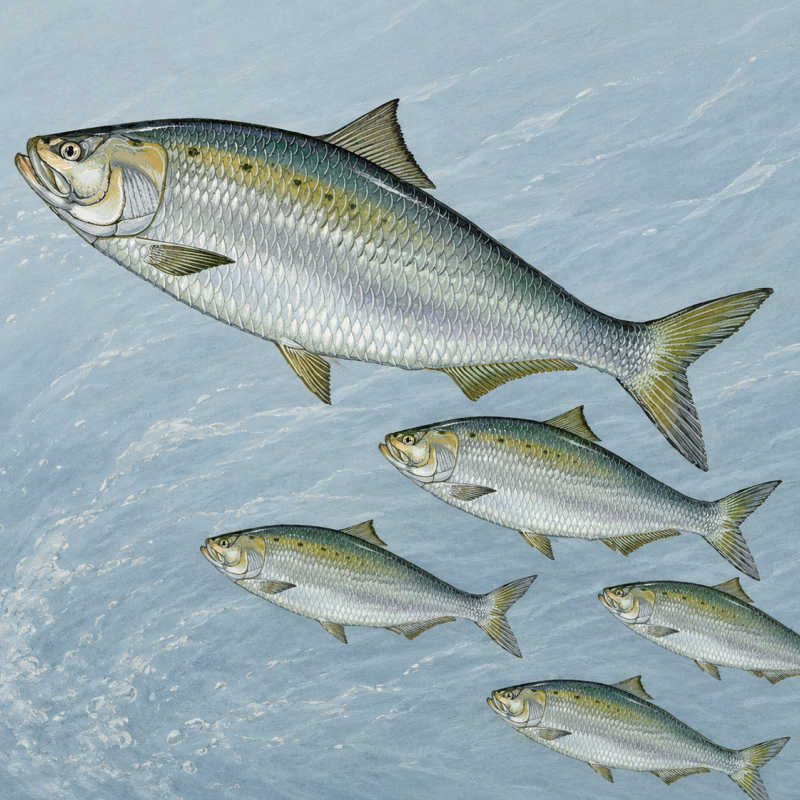 American Shad Migration - Fish
