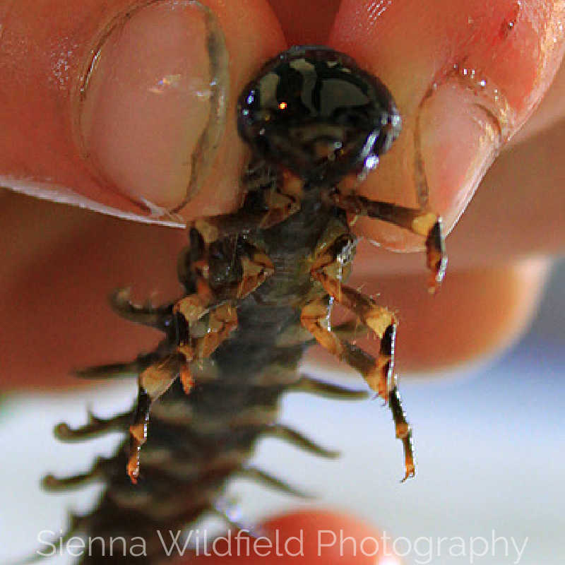 Aquatic Benthic Insect