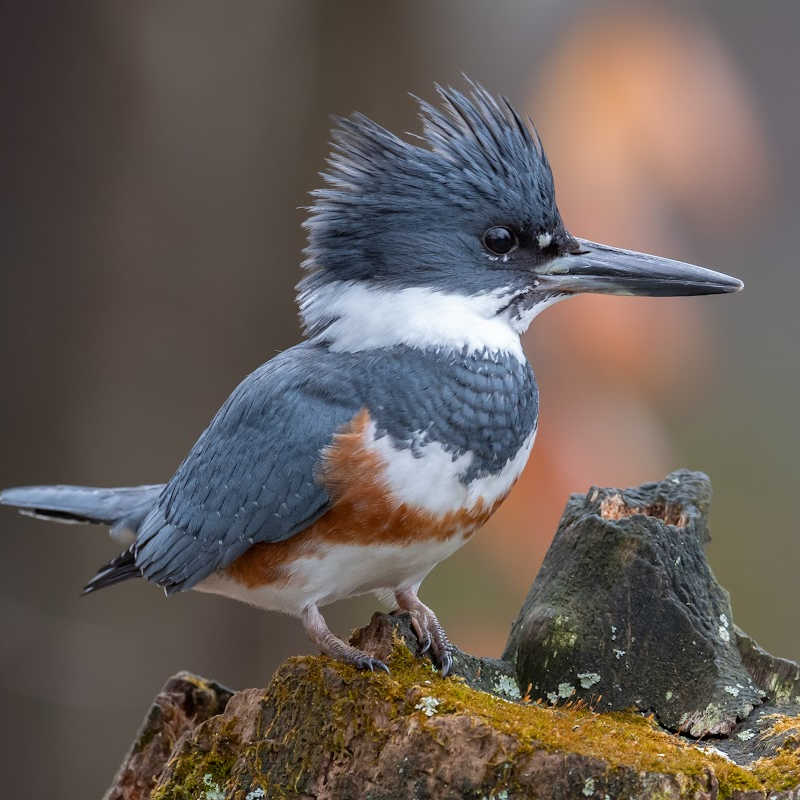 Kingfisher Bird