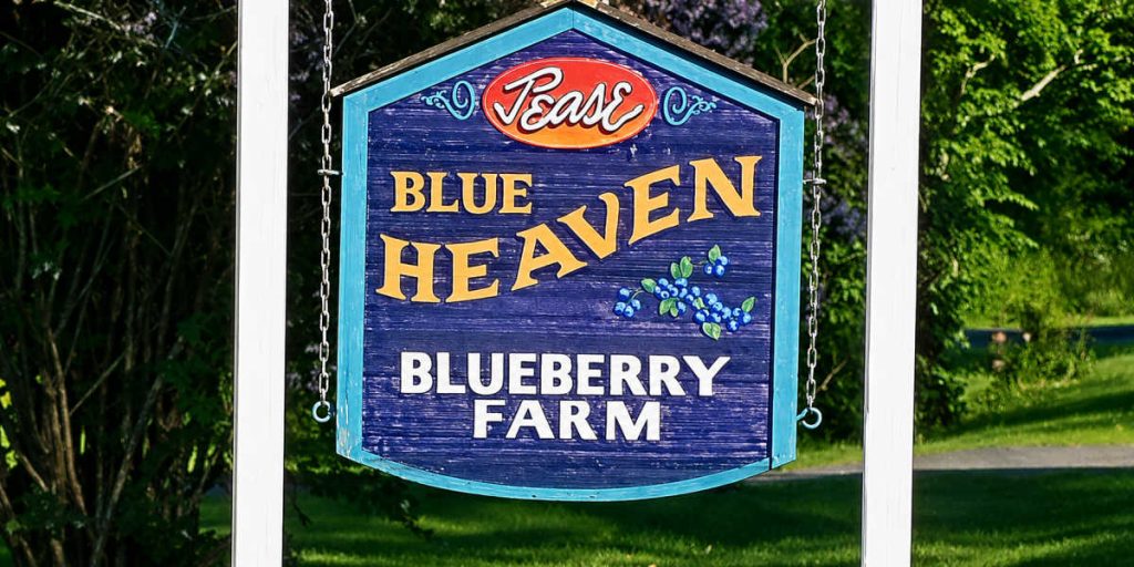 Pease Blue Heaven Bluebery Farm
